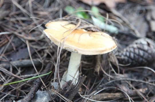 圖片關(guān)鍵詞