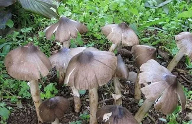 圖片關鍵詞 https://mmbiz.qpic.cn/mmbiz_jpg/EzTg6Bqtpm1Nz34Z9oSbx0FAc1BpicHG5J6TquwlFl5DYyk00SajDYExziaEdZRRh0GKvManlIO3khEPZaKsEiaKQ/640?wx_fmt=jpeg