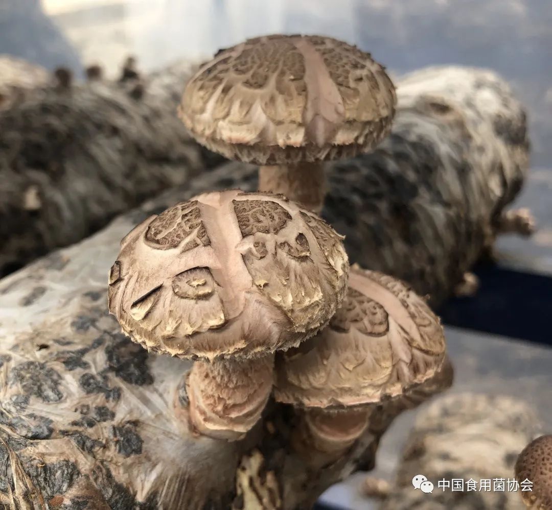 圖片關鍵詞 https://mmbiz.qpic.cn/mmbiz_jpg/qmUUOFzKOyScu82LCAxX6yyEJ0QS7uguCYmYLrU3YRQdx78GpcqohvGeCl6ZV6bOnmOXoxWgDnW6Nb160slMsg/640?wx_fmt=jpeg