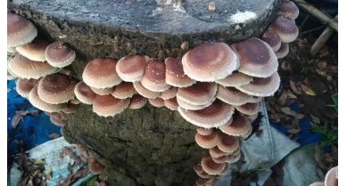 行業(yè)動態(tài)